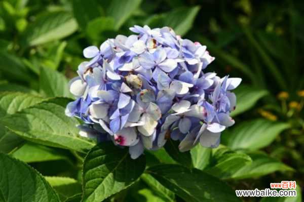 绣球叶子发黑怎么办