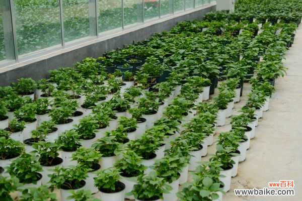 绣球叶子发黑怎么办