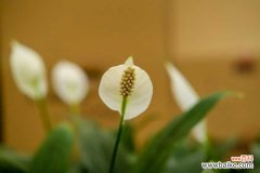 白鹤芋的叶子烧焦怎么办