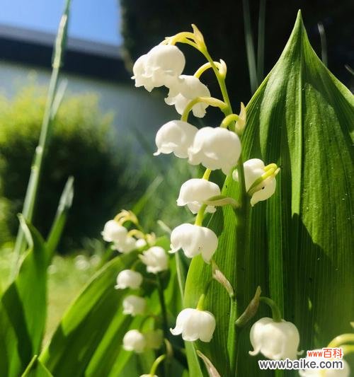 揭示铃兰花在文化中的重要角色 铃兰花的寓意与象征