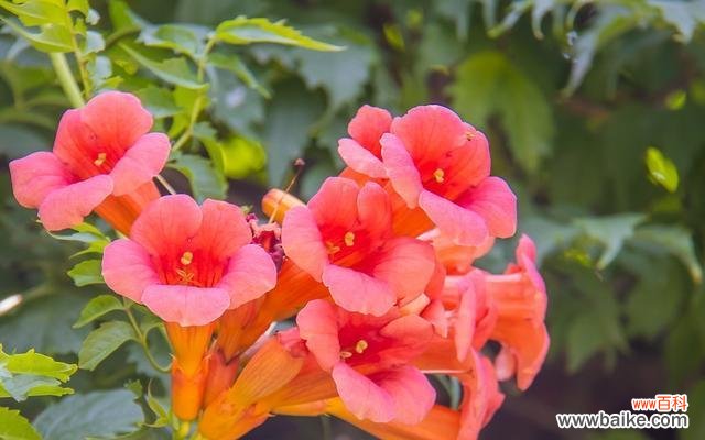 凌霄花 凌霄花的花语与寓意