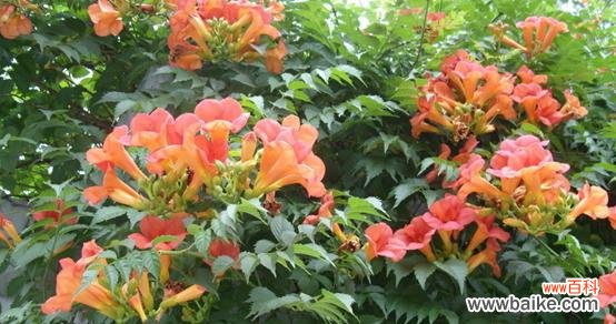 凌霄花 凌霄花的花语与寓意