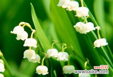 探秘铃兰花的象征意义 铃兰花语与寓意