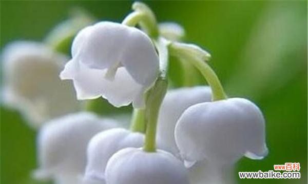 探秘铃兰花的象征意义 铃兰花语与寓意