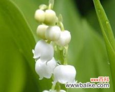 铃兰花 铃兰花寓意探析