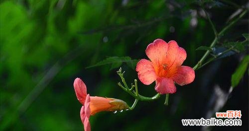 探寻凌霄花的花语与内涵 凌霄花