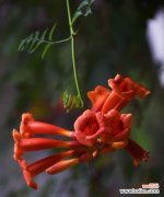 探寻凌霄花的花语与内涵 凌霄花