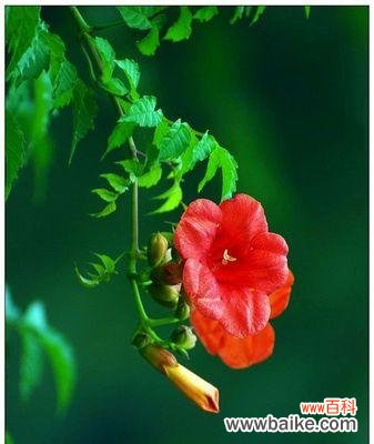 美丽的凌霄花在花语中的隐喻与象征 凌霄花的花语与寓意