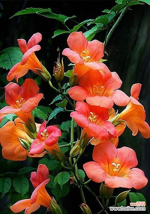 美丽的凌霄花在花语中的隐喻与象征 凌霄花的花语与寓意