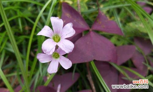 从花语看流苏花的独特意义 流苏花的花语——寓意吉祥幸福