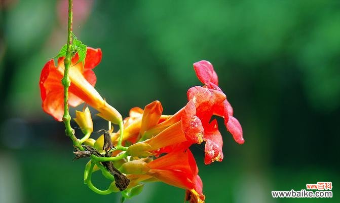 探索凌霄花的独特寓意与美学价值 凌霄花的象征意义及其美丽魅力