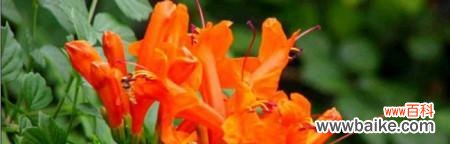 探索凌霄花的独特寓意与美学价值 凌霄花的象征意义及其美丽魅力