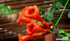 凌霄花花语的演变与文化价值 凌霄花花语的传承与意义