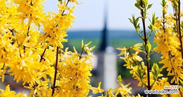 追寻着时间的记忆 流苏花花语与传说