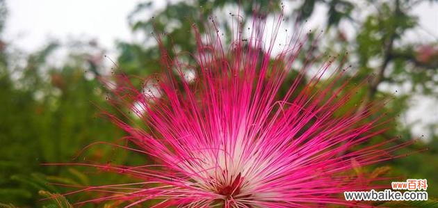追寻着时间的记忆 流苏花花语与传说