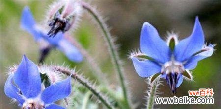 解读以琉璃苣花的花语 以琉璃苣花