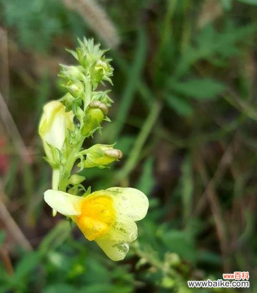 柳穿鱼的文化寓意及其在中国传统文化中的地位 柳穿鱼的花语与文化背景