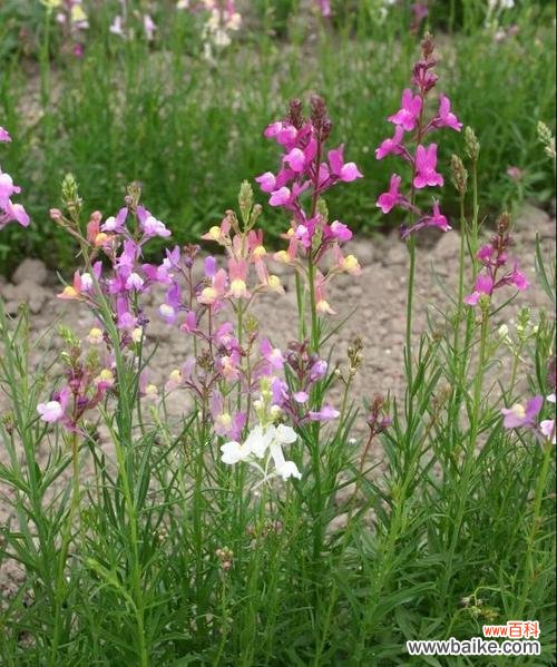 柳穿鱼的文化寓意及其在中国传统文化中的地位 柳穿鱼的花语与文化背景