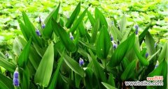 象征自由的植物有哪些？它们各自代表什么含义？