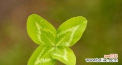 象征自由自在的植物有哪些？它们各自代表什么含义？