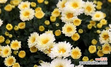 小雏菊花语是什么?它代表了哪些意义?