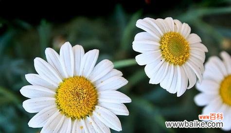 小雏菊花语是什么?它代表了哪些意义?