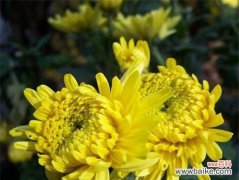 小菊花的花语是什么？了解小菊花的象征意义和用途？