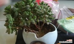 熊童子开花代表什么？如何体现生机勃勃与活力四射？