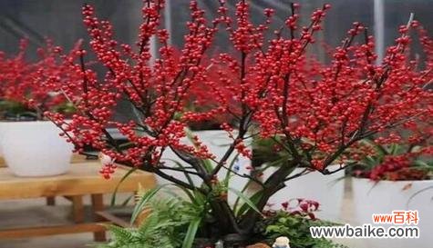 新年买什么花寓意好?哪些花卉适合新年赠送?