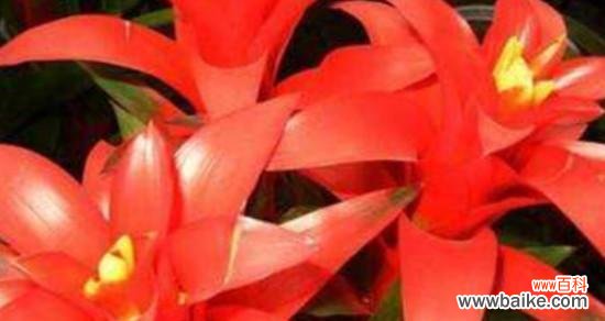 新年买什么花寓意好?哪些花卉适合新年赠送?