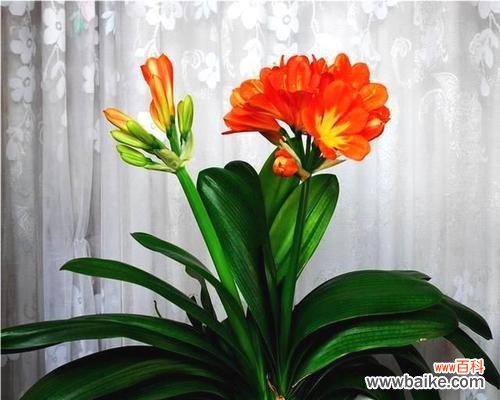 新年买什么花寓意好?哪些花卉适合新年赠送?