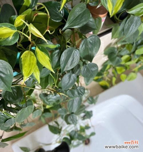 心叶藤的花语是什么?它有哪些独特的价值和用途?