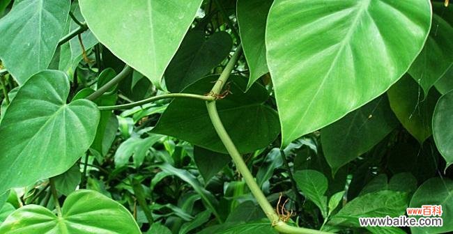 心叶藤的花语是什么?它有哪些独特的价值和用途?