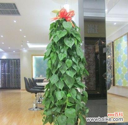 心叶藤的花语是什么?它有哪些独特的价值和用途?