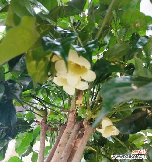 幸福树的寓意是什么?如何养护才能带来好运?