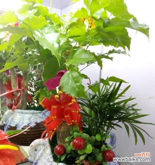 幸福树的寓意是什么?如何养护才能带来好运?