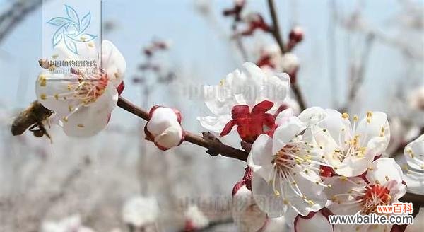 杏花的花语是什么意思？杏花代表了哪些美好寓意？