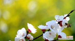 杏花的花语是什么意思？杏花代表了哪些美好寓意？
