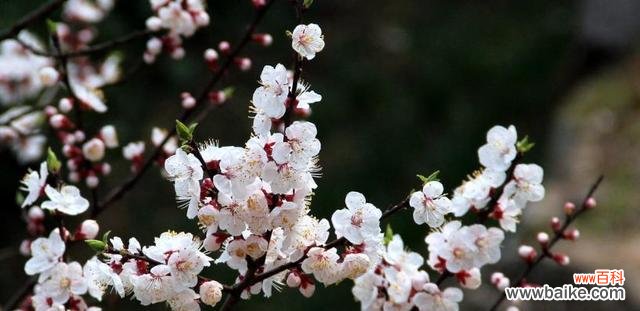 杏花的花语是什么意思？杏花代表了哪些美好寓意？