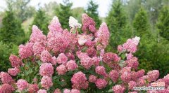 绣球春化是什么意思？如何正确进行绣球春化处理？