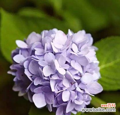 绣球花代表什么意思？绣球花的花语有哪些？