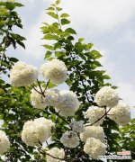 绣球花有什么传说？揭秘其背后的文化意义？