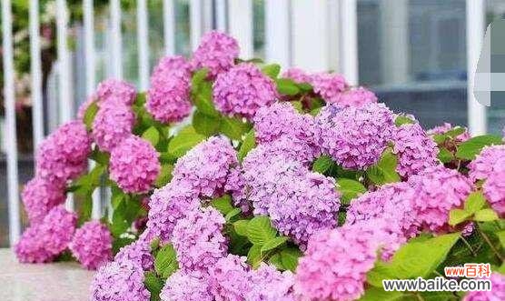 绣球花的寓意及象征？如何解读绣球花的深层含义？