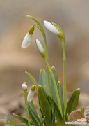 雪滴花的花语是什么？它背后有哪些美丽传说？