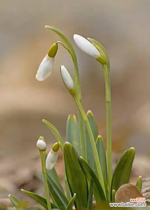 雪滴花的花语是什么？它背后有哪些美丽传说？