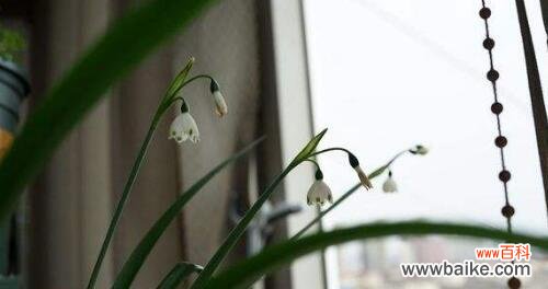 雪滴花的花语是什么？它背后有哪些美丽传说？