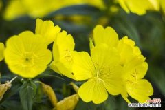 月见草的病虫害及防治方法