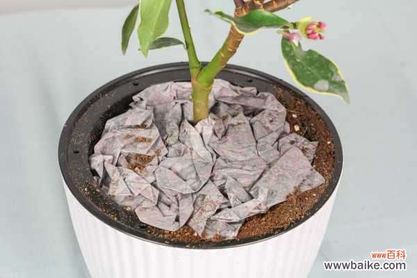 金边瑞香黄叶子怎么办，叶子有黑点什么原因