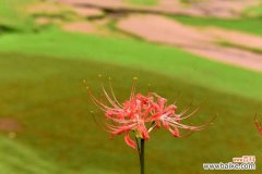 彼岸花的病虫害及防治方法