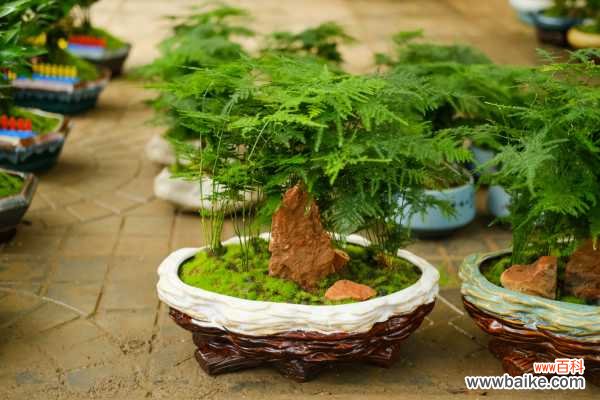 文竹根茎发黄怎么挽救，枝叶发黄怎么办